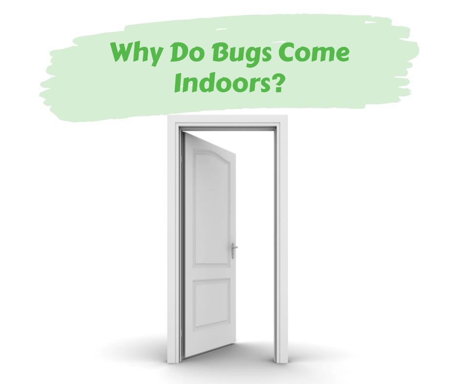 Why Do Bugs Come Indoors? Maggie's Farm Ltd