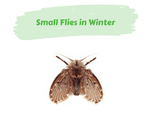Small Flies in Winter