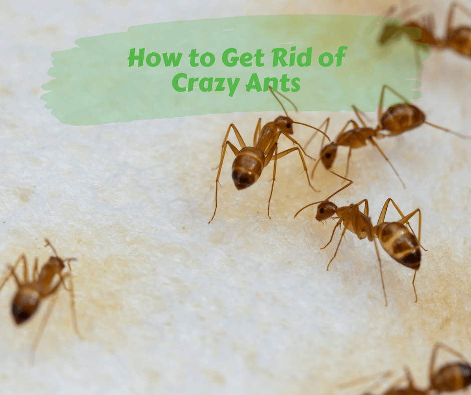How to Get Rid of Crazy Ants – Maggie's Farm Ltd