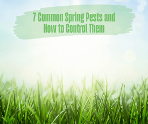 7 Common Spring Pests and How to Control Them