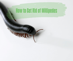 How to Get Rid of Millipedes