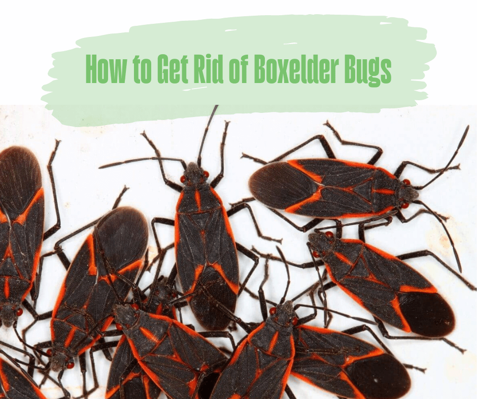 How to Get Rid of Boxelder Bugs Maggie's Farm Ltd