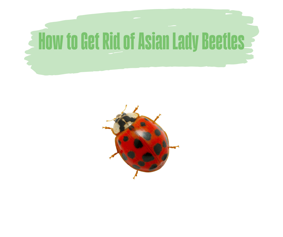 How to Get Rid of Asian Lady Beetles Naturally How to Get Rid of Asian Lady Beetles Naturally