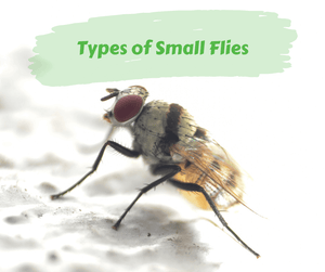 Types of Small Flies