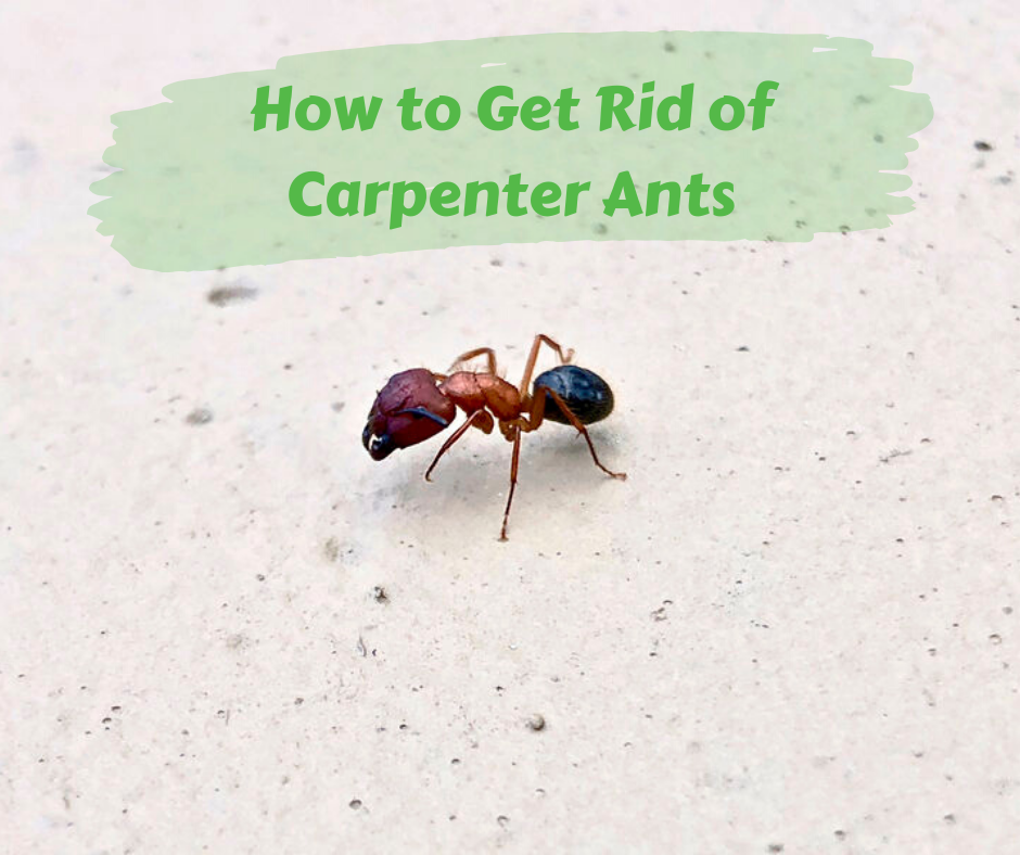 How to get rid hotsell of carpenter ants