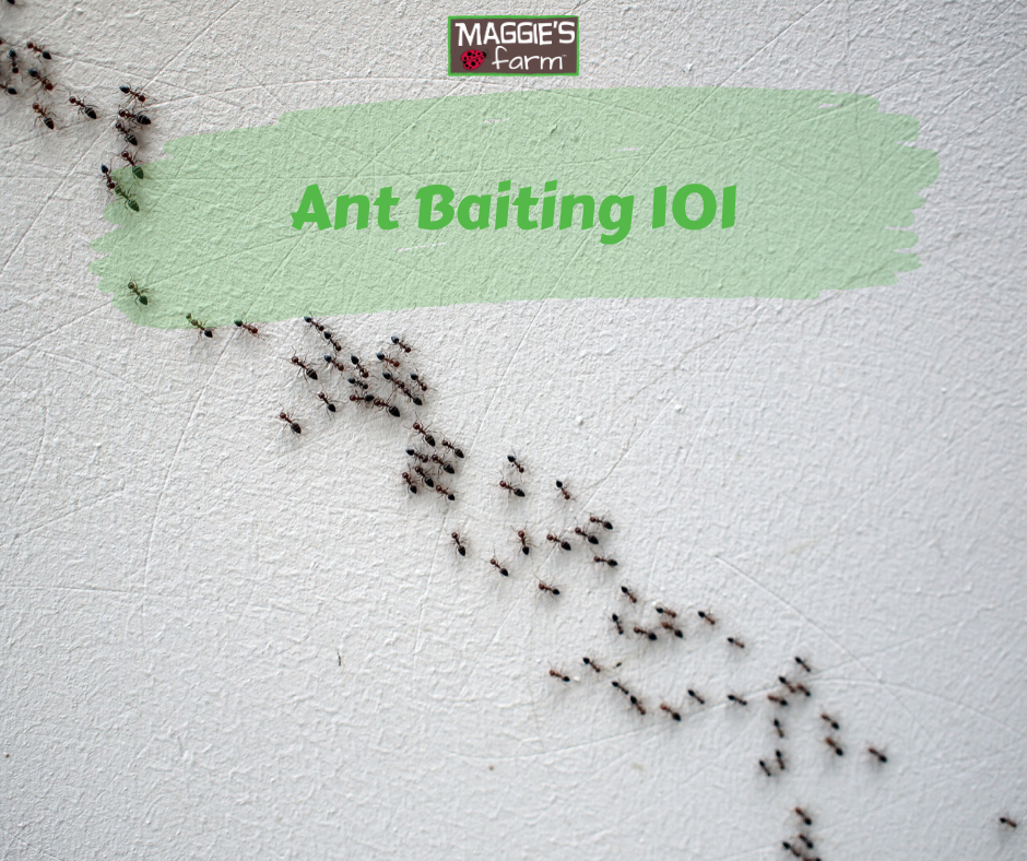 Why Do Ants Cover Bait With Dirt? - Pinnacle Pest Control