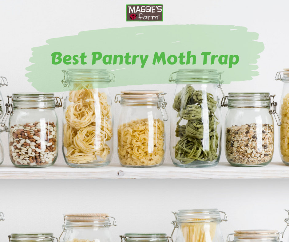 4+ Easy-to-Make DIY Pantry Moth Traps  Pantry moths, Homemade pantry, Diy  pantry