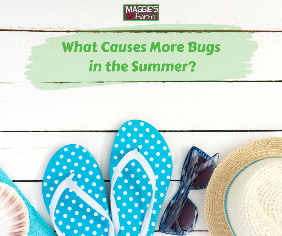 Buggs buggys clearance on summer