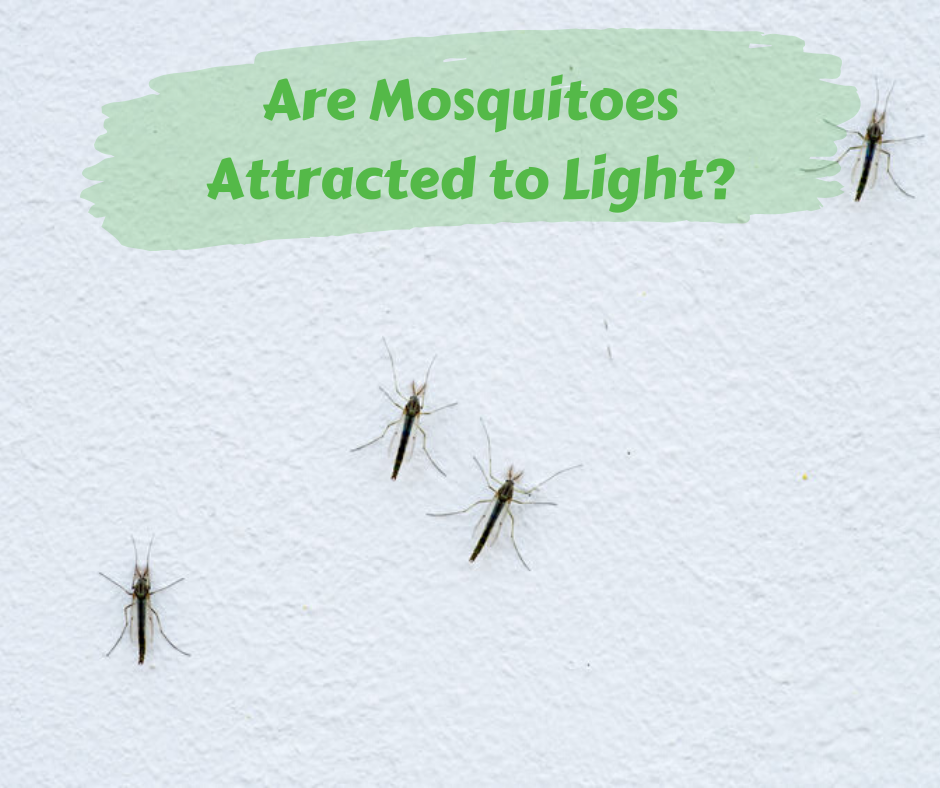 Mosquitoes and light deals