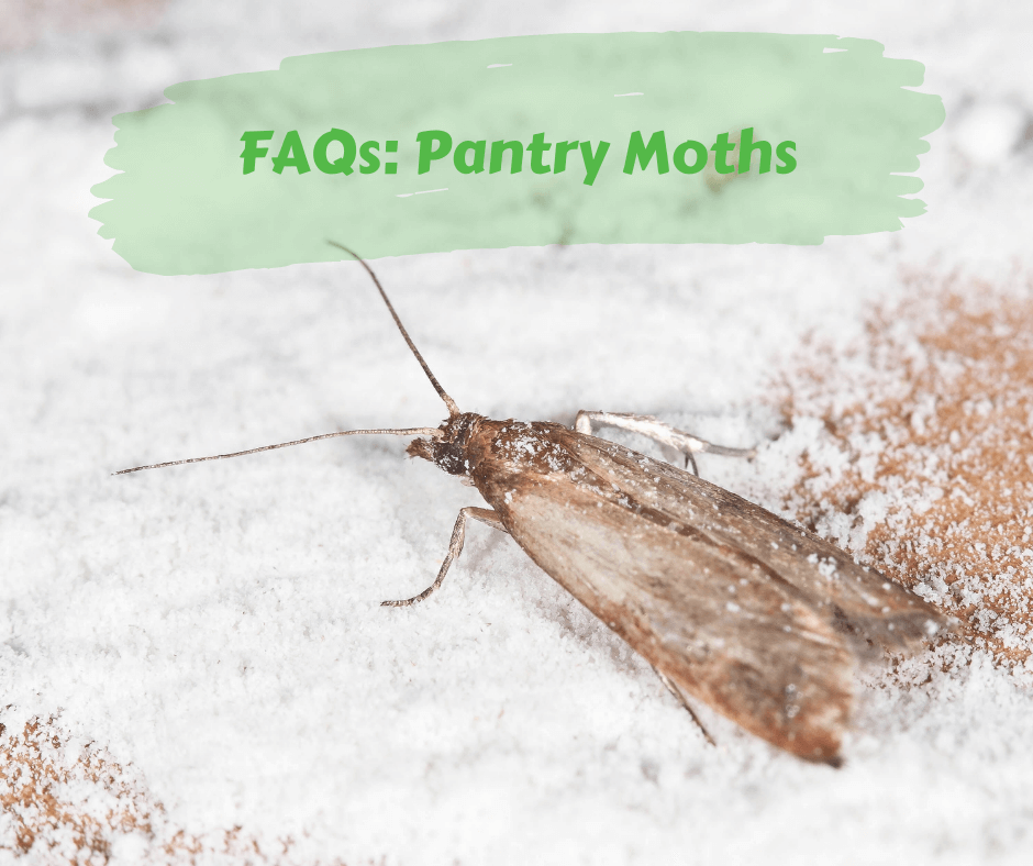 Simply Effective Pantry Moth Trap – Maggie's Farm Ltd