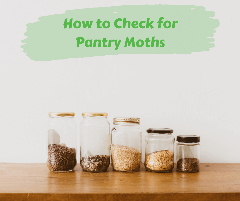 How To Keep Pantry Moths Out Of Your Stored Food In Lewisville