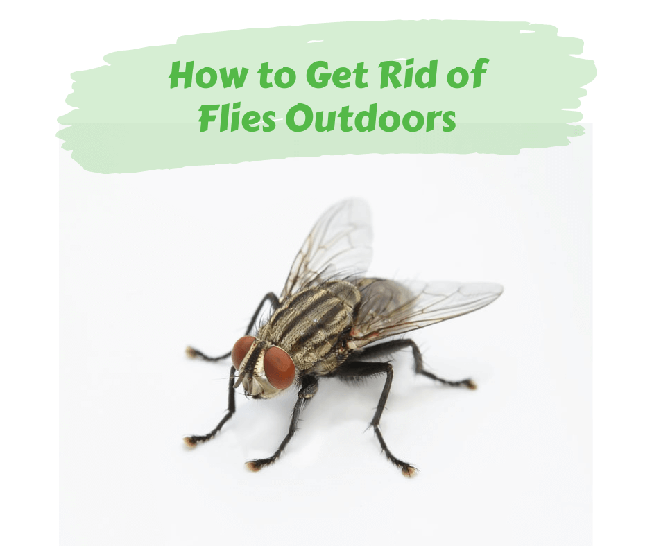 How to Get Rid of Flies Indoors/Outdoors