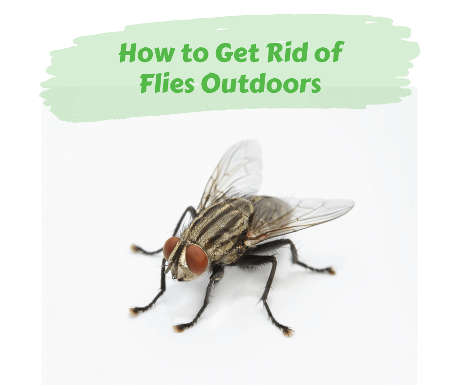 Fly control deals outside