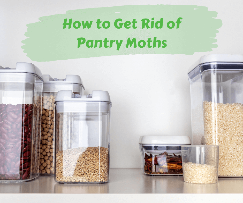 How To Get Rid Of Pantry Moths For Good