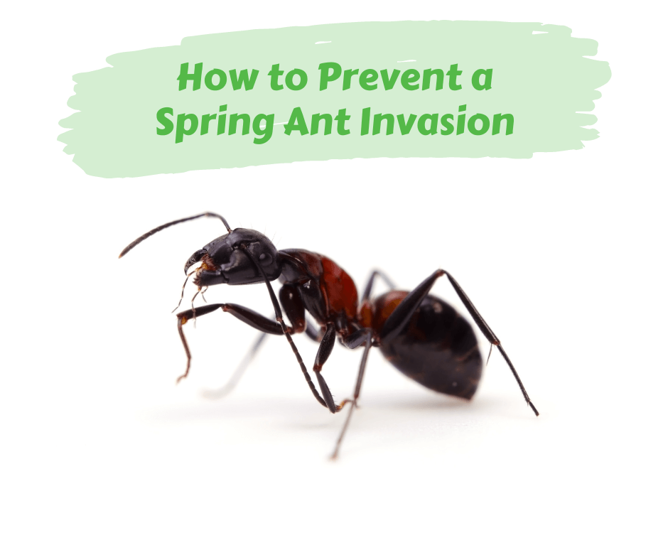 How to Prevent a Spring Ant Invasion Maggie's Farm Ltd