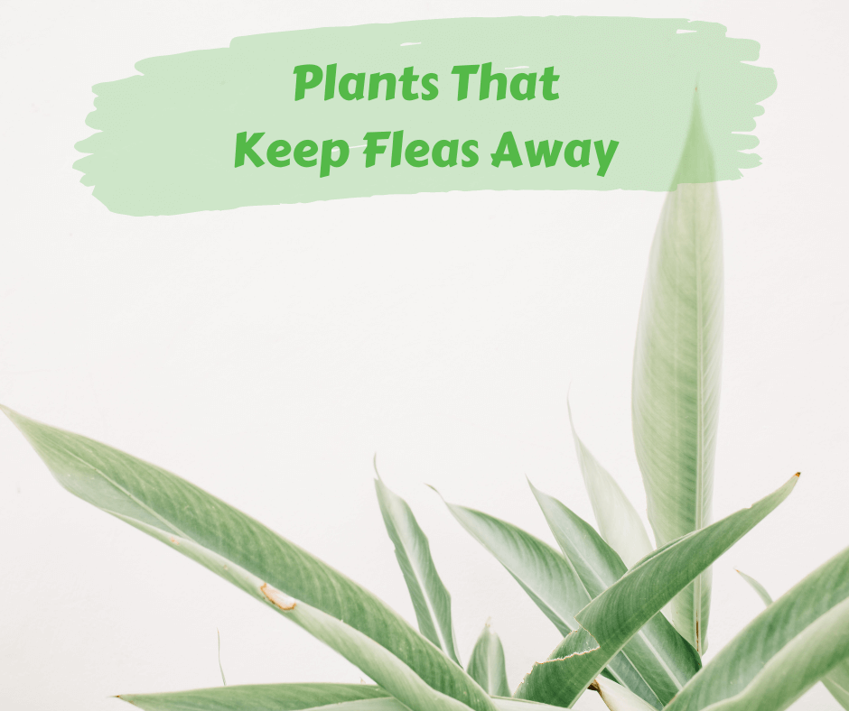 Plants That Keep Fleas Away Maggie's Farm Ltd