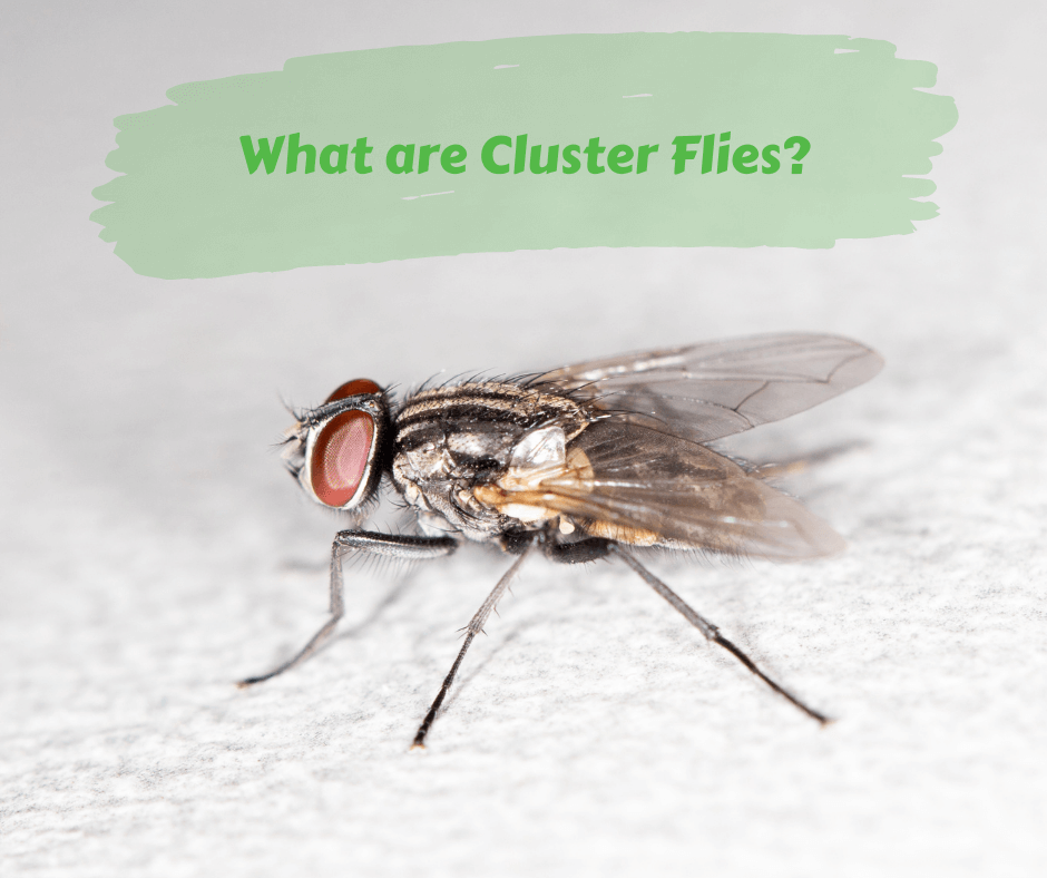 http://maggiesfarmproducts.com/cdn/shop/articles/What_are_Cluster_Flies_1200x1200.png?v=1601985004