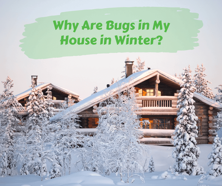 Why Are Bugs in My House in Winter? Maggie's Farm Ltd