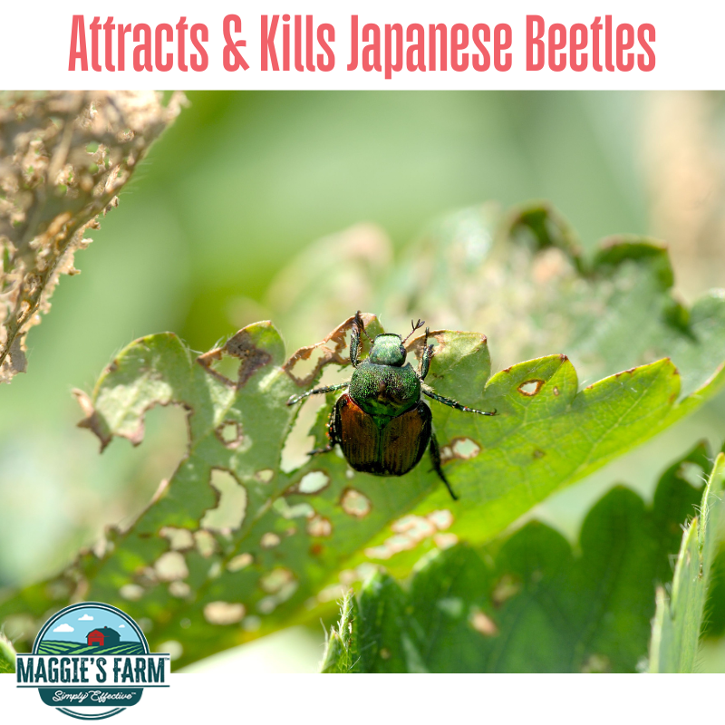 Lure & Kill Japanese Beetle Concentrate Maggie's Farm Ltd