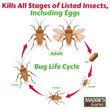Beetle & Boxelder Bug Killer