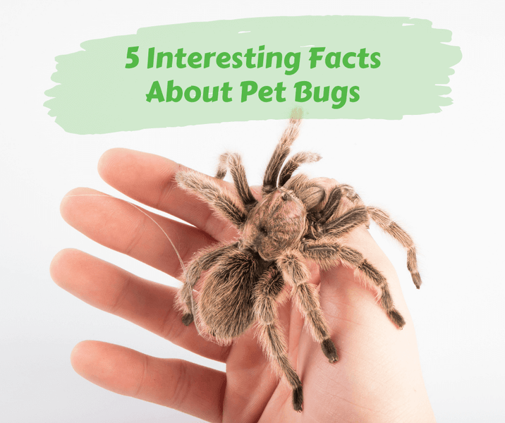5 Interesting Facts About Pet Bugs