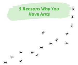 5 Reasons Why You Have Ants. Trail of small black ants.