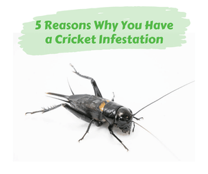 5 Reasons Why You Have a Cricket Infestation. Black cricket on white background.