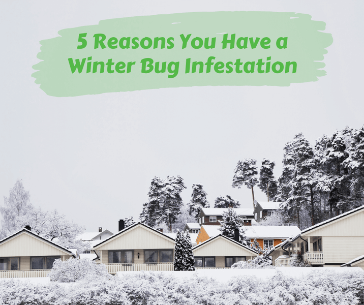 5 Reasons You Have a Winter Bug Infestation