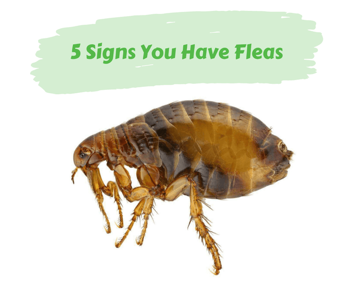 5 Signs You Have Fleas
