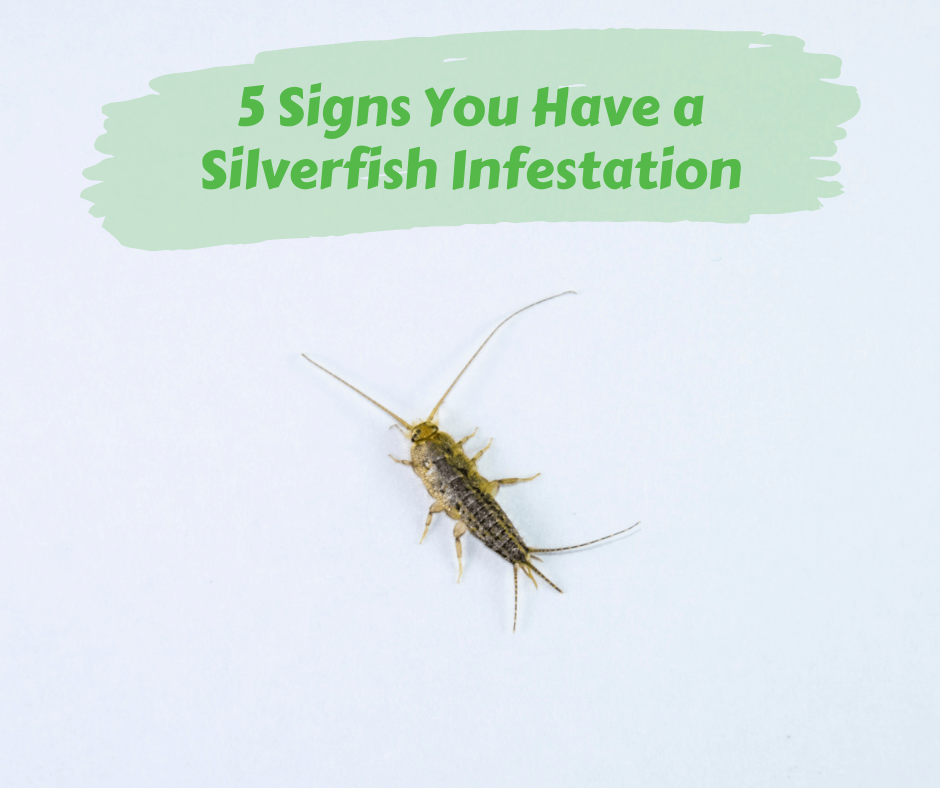 Silverfish Infested Food 5 Signs You Have a Silverfish Infestation – Maggie's Farm Ltd