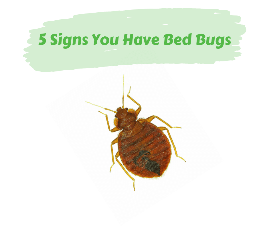 5 Signs You Have Bed Bugs – Maggie's Farm Ltd