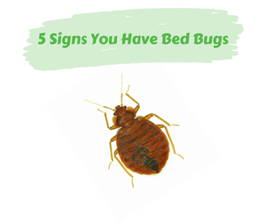 5 Signs You Have Bed Bugs