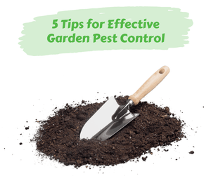 5 Tips for Effective Garden Pest Control. A garden trowel sitting in pile of soil. White background.