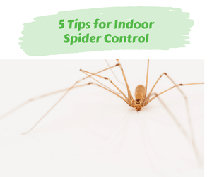 5 Tips for Indoor Spider Control