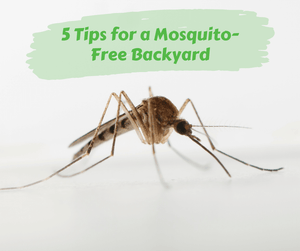 5 Tips for a Mosquito-Free Backyard