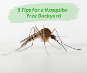 5 Tips for a Mosquito-Free Backyard. Close up of mosquito.
