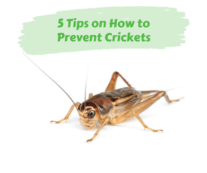 5 Tips on How to Prevent Crickets. Cricket on white background.