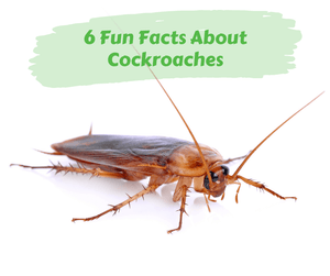 6 Fun Facts About Cockroaches
