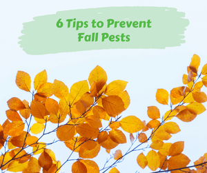 6 Tips to Prevent Fall Pests