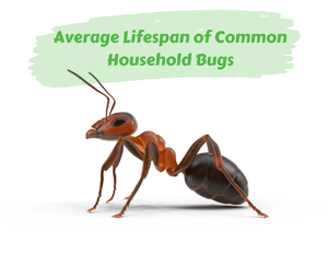 Average Lifespan of Common Household Bugs