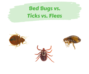 Bed Bugs vs. Ticks vs. Fleas. Bed bug, tick, and flea on a white background.