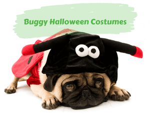 Buggy Halloween Costumes. Pug in a lady bug costume. 