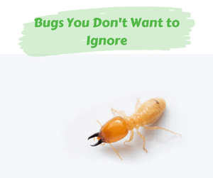 Bugs You Don’t Want To Ignore