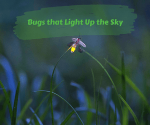 Bugs that Light Up the Sky