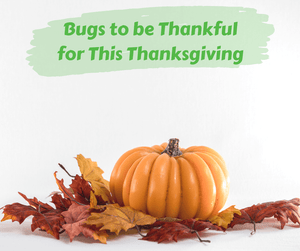 Bugs to be Thankful for This Thanksgiving