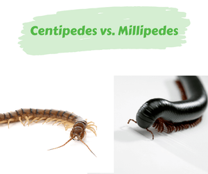 Centipedes vs. Millipedes