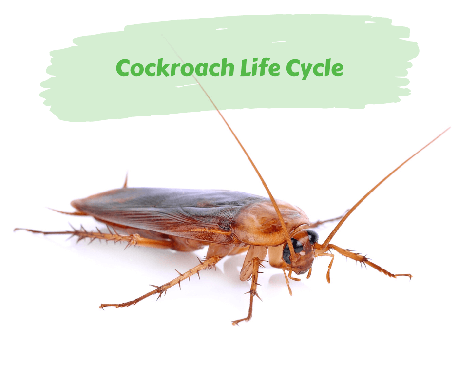 Cockroach Life Cycle – Maggie's Farm Ltd