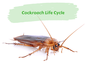 Cockroach Life Cycle