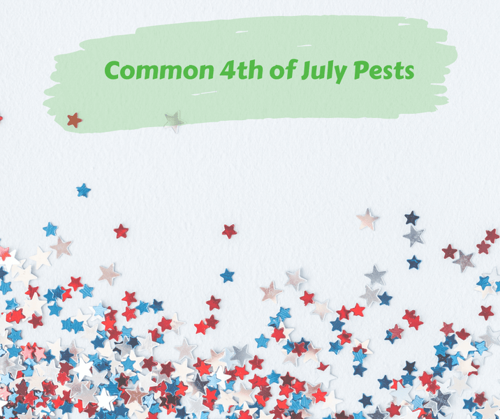 Common 4th of July Pests
