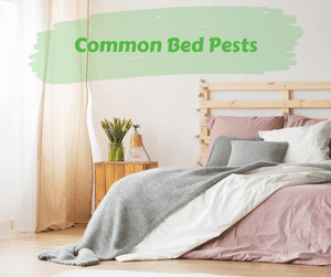 Common Bed Pests